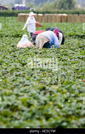 Hispanic immigrant farm workers in strawberry field bending over to pick strawberry crops Stock Photo