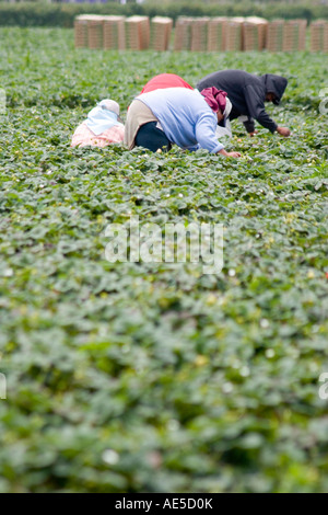 Hispanic immigrant farm workers in strawberry field bending over and reaching to pick strawberry crops Stock Photo