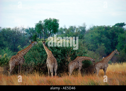 Herd of Giraffes in Moremi National Park Botswana Stock Photo