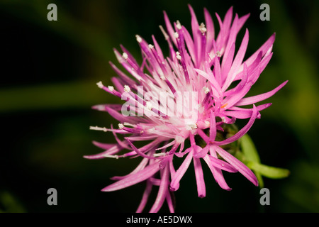 Macro photo of a Spotted Knapweed flower Centaurea maculosa Stock Photo