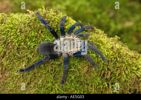 bird-eating spider - cobalt blue tarantula  / Haplopelma lividum Stock Photo