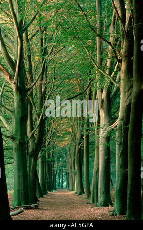 Beech Avenue, North Rhine-Westphalia, Germany (Fagus sylvatica)