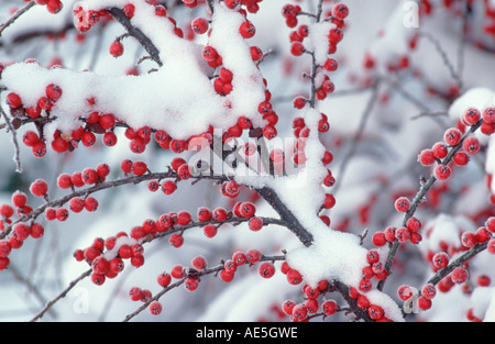 Wall Cotoneaster berries (Cotoneaster horizontalis) Stock Photo