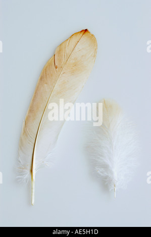 two feathers of an Egyptian vulture / Neophron percnopterus Stock Photo