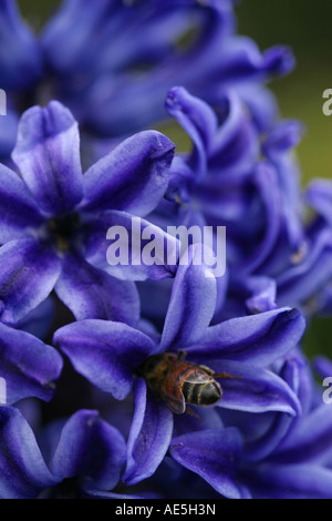 Honey bee apis mellifera flying inside petals of a purple hyacinth flower and pollinating the flower Stock Photo