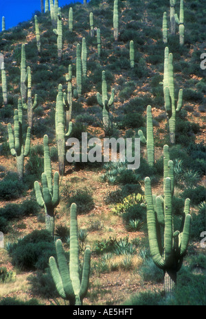 Many saguaro cacti carnegiea gigantea and other cactus plants growing on a hill in the desert of Arizona Stock Photo
