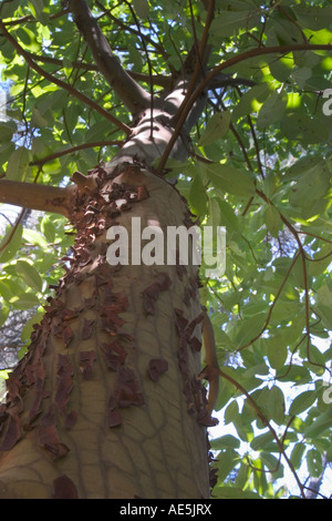 Trunk of arbutus tree with its peeling pink bark. View of Kziv