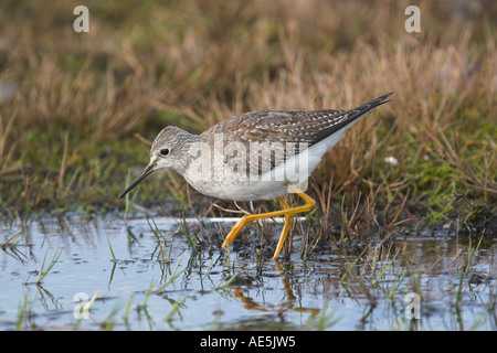 Lesser Yellowlegs, Tringa flavipes, juvenile, Shetland, Scotland Stock Photo