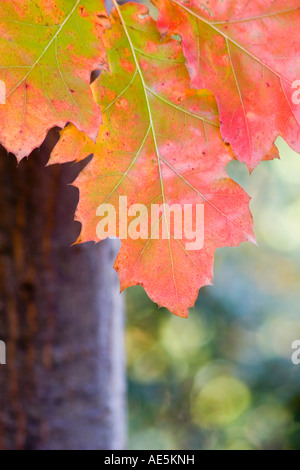 Red maple leaves changing color in autumn - Virginia USA Stock Photo ...