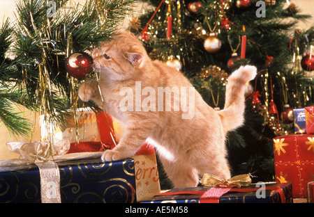 Christmas: domestic cat playing with Christmas tree ball Stock Photo