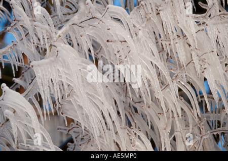 Icicles an branches Stock Photo