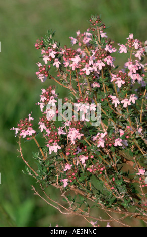 Wild Thyme, Provence, Southern France (Thymus serpyllum) Stock Photo