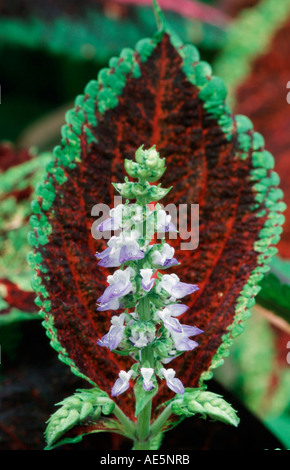 Painted Nettle (Coleus blumei, Solenostemon scutellarioides) Stock Photo