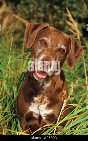 old German Shorthaired Pointer dog - portrait Stock Photo