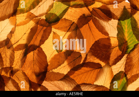 Hornbeam, leaves in autumn (Carpinus betulus) Stock Photo