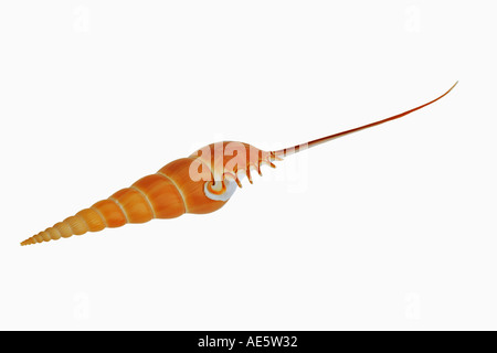 Shin bone tibia shell Tibia fusus Distribution Pacific ocean Stock Photo