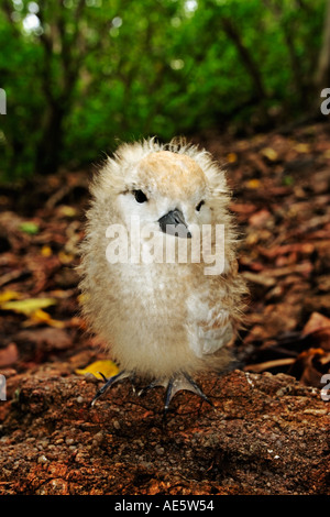 White fairy tern chick Gygis alba Seychelles Distribution Tropical islands and oceans worldwide Stock Photo