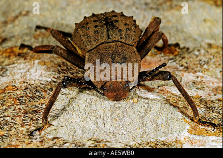 Giant tenebrionid beetle Pulposipes herculeanus Critically endangered Endemic to Fregate Island Seychelles Stock Photo