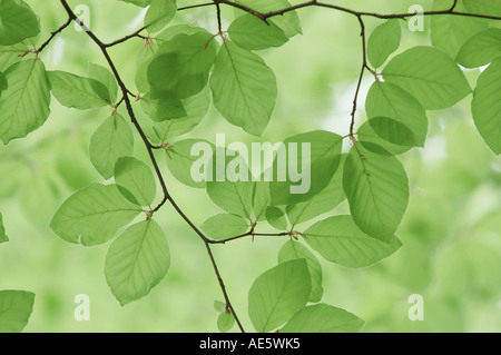 Beech leaves in spring, North Rhine-Westphalia, Germany (Fagus sylvatica) Stock Photo