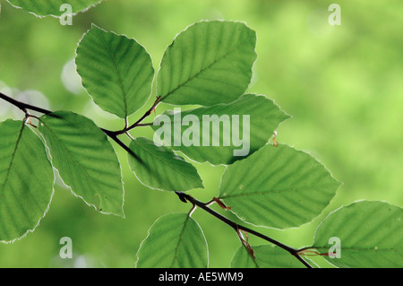 Beech leaves in spring, North Rhine-Westphalia, Germany (Fagus sylvatica) Stock Photo