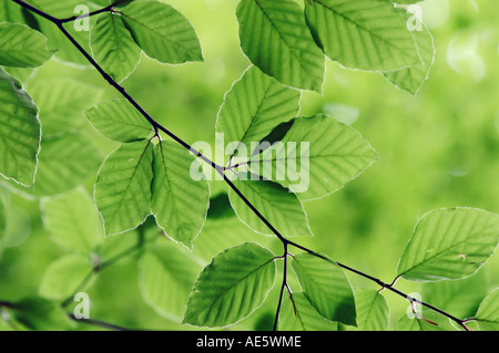 Beech leaves in spring, North Rhine-Westphalia, Germany (Fagus sylvatica) Stock Photo