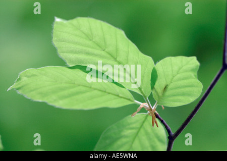 Beech leaves in spring, North Rhine-Westphalia, Germany (Fagus sylvatica) Stock Photo