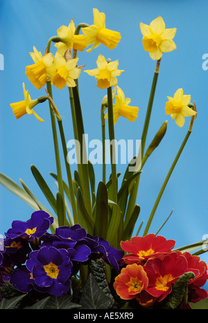 Daffodils and Primroses (Narcissus spec.), (Primula spec.) Stock Photo