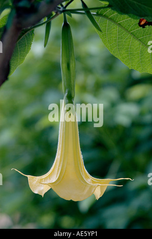 Angel's Trumpet blossom (Datura arborea, Brugmansia arborea) Stock Photo