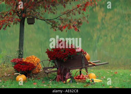 Antique wood wheelbarrow filled with autumn flower harvest of red and orange mums and pumpkins by lake, Midwest USA Stock Photo