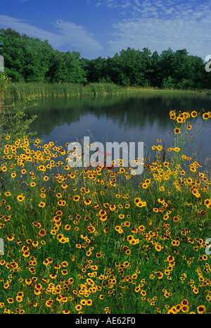 Small lake with wildflowers, Calliopsis  Coreopsis tinctoria (Asteraceae), blooming, Missouri, Midwest USA Stock Photo