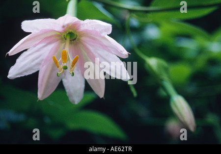 PASSION FRUIT FLOWER Passiflora in full bloom HAWAII Stock Photo