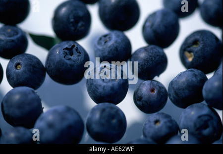 Bilberries (Vaccinium myrtillus) Blueberry Stock Photo