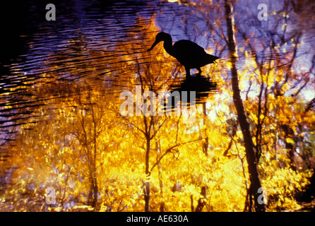 Great Blue Heron hunting in water with golden autumn trees reflected, Midwest USA Stock Photo