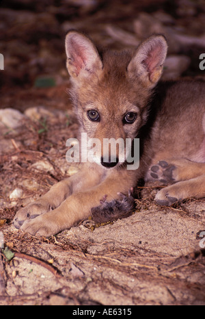 Young coyote (Canis latrans) with dead vole after successful hunt on sand bar, Missouri, Midwest USA Stock Photo