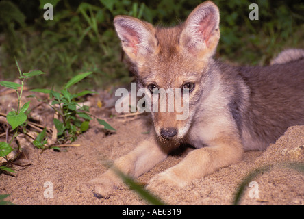 Cute young coyote, Canis latrans, lying on sand bar  with a sandy nose, Missouri midwest, USA Stock Photo