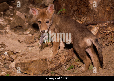 Young coyote (Canis latrans) with freshly caught vole on sandy river bank ,Missouri USA Stock Photo