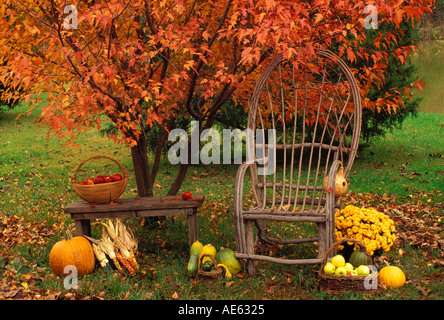 Lovely garden harvest of homegrown produce in baskets on a bench by a bright orange fall maple tree and hand-made bent-willow chair, Missouri USA Stock Photo