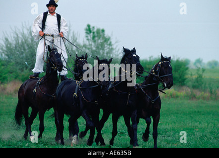 Traditional Display of Horsemanship in Hungary Stock Photo