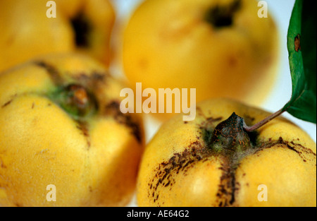 Quinces (Cydonia vulgaris) Stock Photo