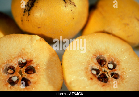 Quinces (Cydonia vulgaris) Stock Photo