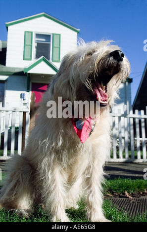 Dog barks in front of its house Stock Photo