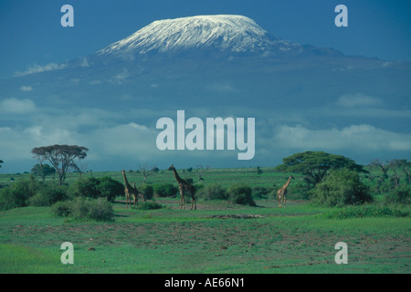 Steppe in front of Mt. Kilimanjaro, Amboseli national park, Kenya Stock Photo