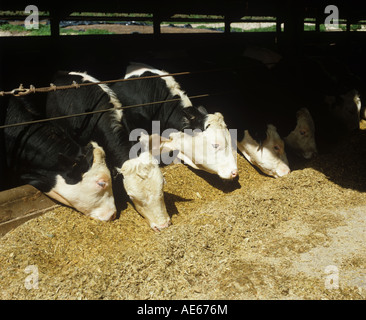 Holstein Friesian cross Hereford beef cattle in pens feeding on forage maize Stock Photo