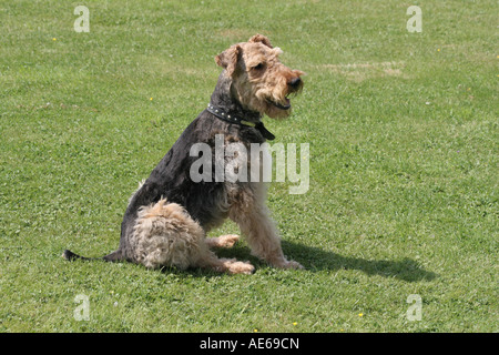 A male Airedale Terrier. Stock Photo