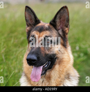 English type German Shepherd sitting watching on guard Stock Photo
