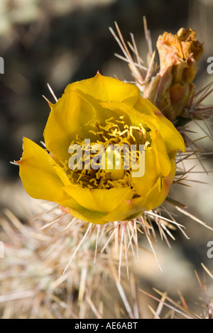 close up of a blooming buckhorn Stock Photo - Alamy