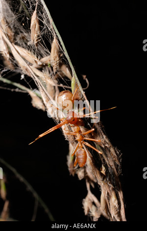 Crab spider Amyciaea hespera Thomisidae feeding on a weaver ant Oecophylla longinoda which it mimics in rainforest Togo Stock Photo