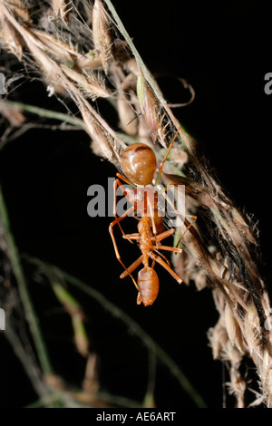 Crab spider Amyciaea hespera Thomisidae feeding on a weaver ant Oecophylla longinoda which it mimics in rainforest Togo Stock Photo