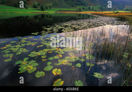 Watendlath Tarn in Borrowdale in the English Lake District National Park Cumbria UK GB Europe Stock Photo