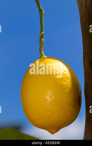 Lemon Stock Photo